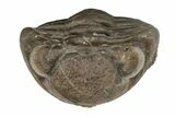 Wide, Enrolled Eldredgeops Trilobite Fossil - Ohio #188909-3